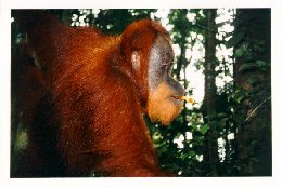 Hungry Orangutan